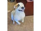 Adopt Archie a White - with Brown or Chocolate American Staffordshire Terrier /