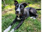 Adopt Donner a Black - with White German Shepherd Dog / Labrador Retriever dog