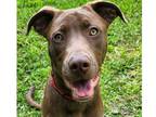 Adopt Charlie Brown a German Shepherd Dog / Labrador Retriever dog in St.