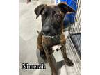 Adopt Nimerah a Brindle Plott Hound dog in Catoosa, OK (41398204)