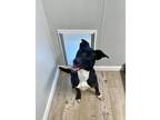 Adopt Rockee a Black - with White Mountain Cur / Whippet dog in Bolivar
