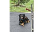 Adopt Jalapeño a Black - with Tan, Yellow or Fawn Doberman Pinscher / Mixed dog