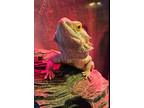 Adopt Walter a Lizard reptile, amphibian, and/or fish in Clinton, WA (41402294)