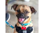 Adopt Lenny a Brown/Chocolate Pug dog in Mundelein, IL (41277143)