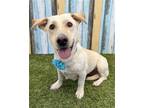 Adopt Lily a White Labrador Retriever / Corgi / Mixed dog in Corona