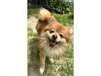 Adopt Chip a Brown/Chocolate Pomeranian / Mixed dog in Elkhart, IN (41072739)