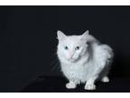 Adopt Cedric a White Turkish Angora / Mixed (long coat) cat in Pearland
