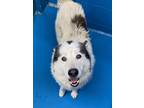 Adopt Gordon a White - with Gray or Silver Siberian Husky / Mixed Breed (Medium)