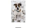 Adopt Espresso a Tricolor (Tan/Brown & Black & White) American Pit Bull Terrier