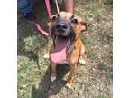 Adopt ROSIE a Black Mouth Cur dog in Thompson, PA (41385013)