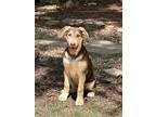 Adopt VAN a Tan/Yellow/Fawn German Shepherd Dog dog in Thompson, PA (41257012)