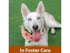 Adopt Luna the Puppy! a White - with Gray or Silver Siberian Husky / Mixed dog