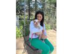 Adopt Milo (M Duo) a Tricolor (Tan/Brown & Black & White) Boston Terrier / Mixed