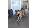 Adopt Frank a Red/Golden/Orange/Chestnut - with White Collie / Shepherd (Unknown