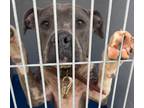 Adopt Toad a Merle American Pit Bull Terrier / Mixed Breed (Medium) / Mixed