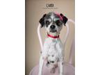 Adopt Cardi a Gray/Silver/Salt & Pepper - with White Shih Tzu dog in Littleton