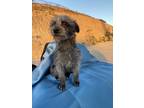 Adopt Roxie a Gray/Silver/Salt & Pepper - with Black Border Terrier / Mixed dog