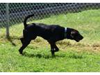 Adopt Homer a Black Mixed Breed (Small) / Mixed Breed (Medium) / Mixed (short
