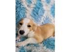 Adopt Tortilla a White - with Tan, Yellow or Fawn Poodle (Miniature) / Jack
