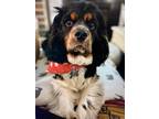 Adopt Brady-Needs Foster Home a Black - with Tan, Yellow or Fawn Cavalier King