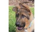 Adopt Sloan a German Shepherd Dog / Mixed dog in Ben Lomond, CA (41227249)