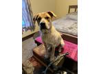 Adopt Sprocket a Red/Golden/Orange/Chestnut Blue Heeler / Great Pyrenees dog in