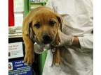 Adopt Kaya a Brindle Labrador Retriever / Mixed Breed (Medium) / Mixed (short