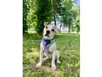 Adopt Jet Totality a White - with Tan, Yellow or Fawn Boxer / Labrador Retriever
