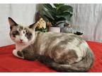 Adopt Ana Leigh a Spotted Tabby/Leopard Spotted Siamese (short coat) cat in Long