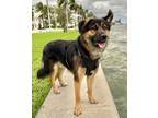 Adopt Pongo a Black - with Tan, Yellow or Fawn Australian Cattle Dog / Shar Pei