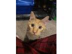 Adopt Alexandria's Cheese a Orange or Red Tabby Domestic Shorthair / Mixed