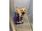 Adopt 55863289 a Tan/Yellow/Fawn Carolina Dog / Mixed Breed (Medium) / Mixed