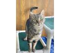 Adopt Moon a Brown Tabby Domestic Shorthair / Mixed Breed (Medium) / Mixed