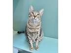 Adopt Pebbles a Brown Tabby Domestic Shorthair / Mixed Breed (Medium) / Mixed