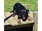 Adopt Pup Tart a Black Mixed Breed (Medium) / Mixed Breed (Medium) / Mixed