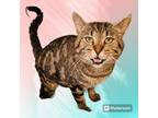 Adopt Cuddle Bug a Gray, Blue or Silver Tabby American Shorthair (short coat)