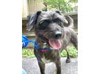 Adopt Chloe Grace*SN* a Black Schnauzer (Miniature) / Mixed Breed (Medium) /