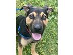 Adopt Nyla *VIP* a Black Rottweiler / Mixed Breed (Medium) / Mixed (short coat)