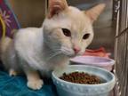 Adopt Alabaster a Cream or Ivory Siamese / Mixed Breed (Medium) / Mixed (short