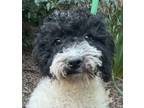 Adopt Moyen Mollie MOYEN POODLE a Black - with White Poodle (Miniature) / Mixed