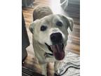 Adopt Barley a Tan/Yellow/Fawn Labrador Retriever / German Shepherd Dog / Mixed