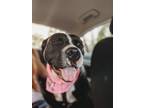 Adopt Angeline a Terrier (Unknown Type, Small) / Mixed dog in Raleigh
