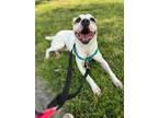 Adopt Gander a Terrier (Unknown Type, Small) / Mixed dog in Fort mill