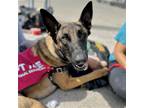 Adopt Tri Tip a Belgian Malinois / Mixed dog in Oakland, CA (41201313)