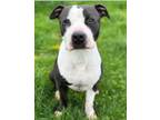 Adopt Smalls a American Pit Bull Terrier / Mixed Breed (Medium) / Mixed dog in