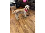 Adopt Carmela a Golden Retriever / Poodle (Standard) / Mixed dog in Scottsboro