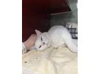 Adopt Garage a White Domestic Shorthair / Mixed (short coat) cat in Houghton