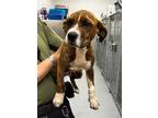 Adopt CURLY a American Staffordshire Terrier / Mixed dog in Midwest City