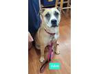 Adopt Eden a Boxer / American Pit Bull Terrier / Mixed dog in Richmond
