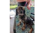 Adopt Jackie-must be your only dog a Black - with Tan, Yellow or Fawn Cocker